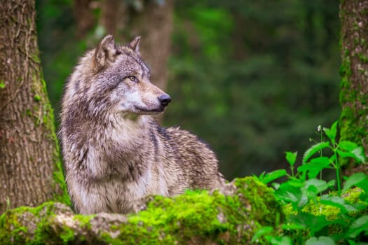 Side portrait of a gray wolf photographed in the forest