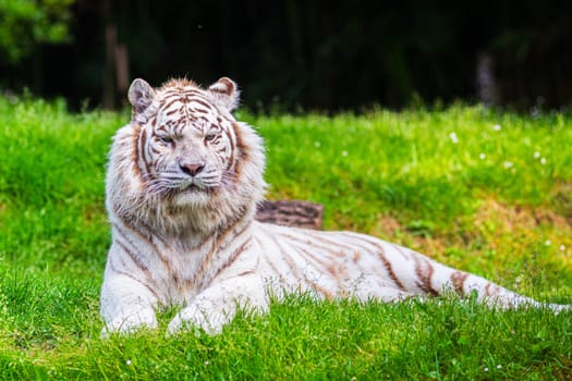 Relaxed white tiger lying in the green grass