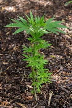 Cannabis Plant - Cannabis has long been used for hemp fiber, for hemp oils, for medicinal purposes, and as a recreational drug. Industrial hemp products are made from cannabis plants selected to produce an abundance of fiber. To satisfy the UN Narcotics Convention, some cannabis strains have been bred to produce minimal levels of tetrahydrocannabinol (THC), the principal psychoactive constituent. Many plants have been selectively bred to produce a maximum of THC (cannabinoids), which is obtained by curing the flowers. Various compounds, including hashish and hash oil, are extracted from the plant.