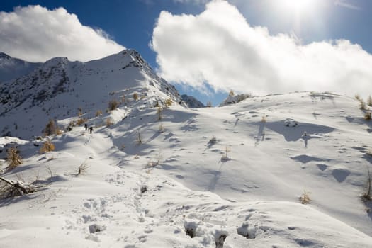 Larches in autumn dress on snow covered ground. Mountain landscape