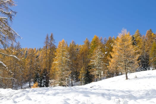 Larches in autumn dress on snow covered ground. Mountain landscape