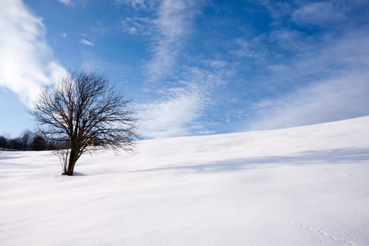 Winter landscape with an isolated tree over a blue sky