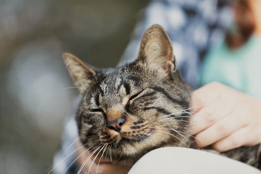 Close-up of a relaxed tabby cat with green eyes, receiving a gentle touch from a person's hand. The cat's whiskers and striped fur are in sharp focus against a blurred background