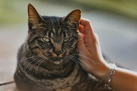 tabby cat with green eyes and intricate fur markings is being gently stroked by a person's hand. The cat looks calm and content, with a softly blurred background adding depth