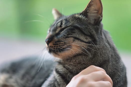 Detailed view of a tabby cat with green eyes being petted by a hand. The cat's fur patterns and whiskers stand out sharply against a soft, out-of-focus background, emphasizing its calmness