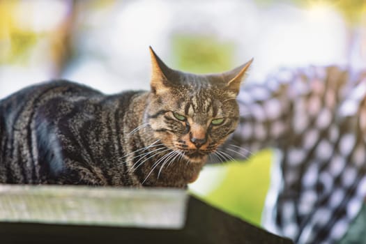 Gentle hand caressing a tabby cat with green eyes. The cat’s expression is one of calm contentment. Its striped fur and long whiskers are sharply detailed against a blurry background