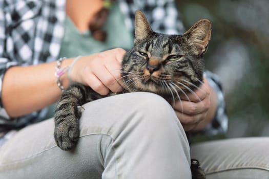 tabby cat, characterized by its green eyes and detailed fur patterns, is being petted. The cat's calm expression contrasts with the softly blurred background, emphasizing its serene demeanor