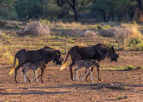 Black Wildebeest, connochaetes gnou, Female with Calf