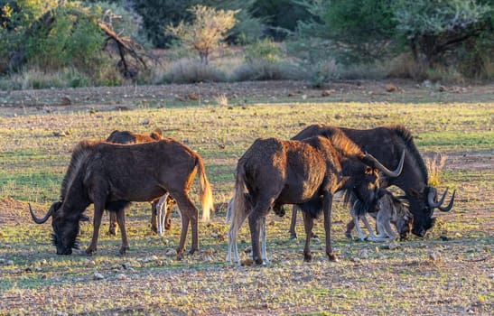 Black Wildebeest, connochaetes gnou, Female with Calf