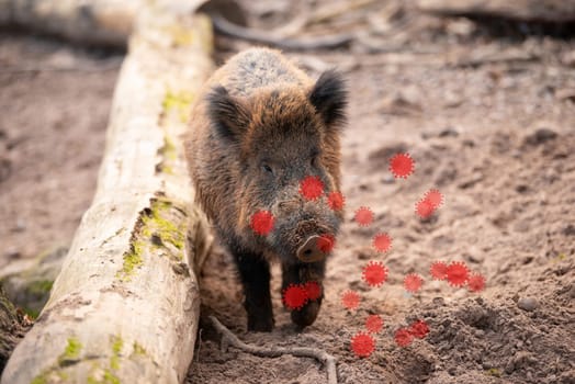 African swine fever, ASFV virus outbreak, infected wild boar, infectious disease spreading to forest animals