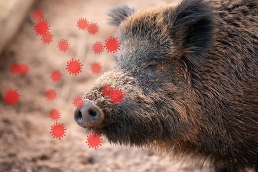 African swine fever, ASFV virus outbreak, infected wild boar, infectious disease spreading to forest animals