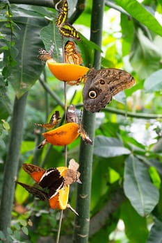 Banana or giant owl butterfly sitting on a tree trunk, Caligo telamonius memnon insect, rainforest of Mexico and South America, Amazonas