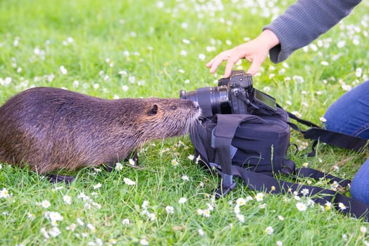 Curious nutria river rat getting close to the photographer and camera equipment, interaction between wildlife and human