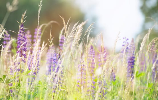 Wild lupins on a meadow in Germany, purple colored flowers in summer, lupine field blooming
