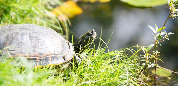 Yellow bellied eared turtle sitting on the riverbank of a pond, Trachemys scripta living in the US, Virigina, Florida and Europe, reptile animal