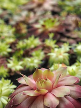 Close-up of Sempervivum ideal plant for green roofs and dry stone walls!