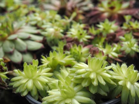 Close-up of Sempervivum ideal plant for green roofs and dry stone walls!