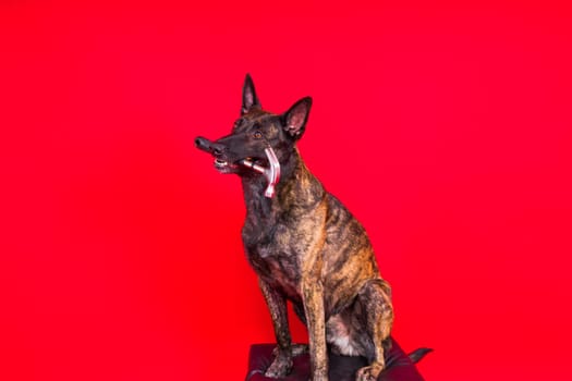Cute dog with hammer. isolated on a red yellow studio background. dutch shepherd