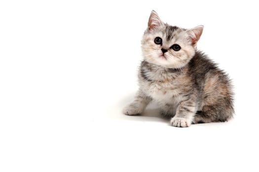 Fluffy purebred gray kitten on a white isolated background. High quality photo