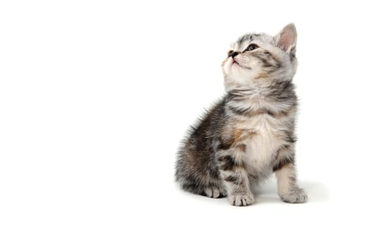 Fluffy purebred gray kitten on a white isolated background. High quality photo