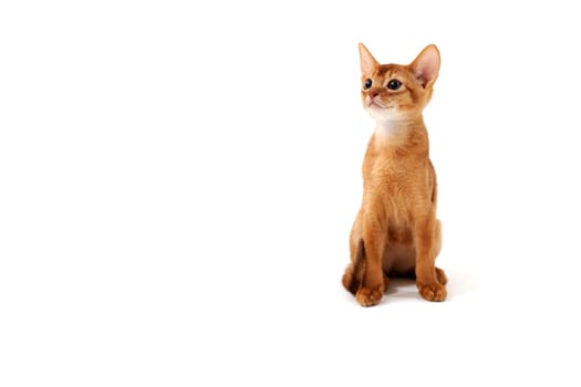 Abyssinian red kitten on a white isolated background. High quality photo