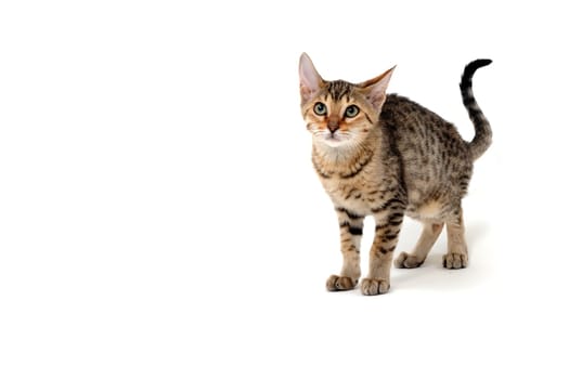 Purebred smooth-haired cat on a white isolated background. High quality photo