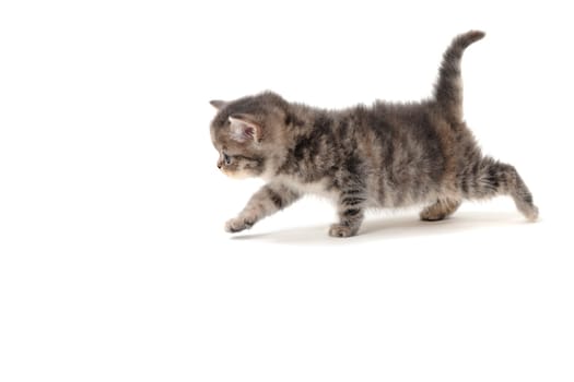 Fluffy purebred gray kitten on a white isolated background. High quality photo