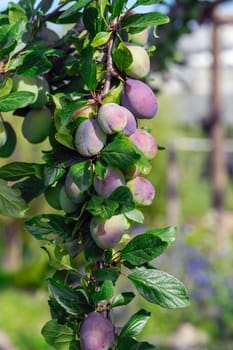 A bunch of purple plums hanging from a tree. The plums are ripe and ready to be picked