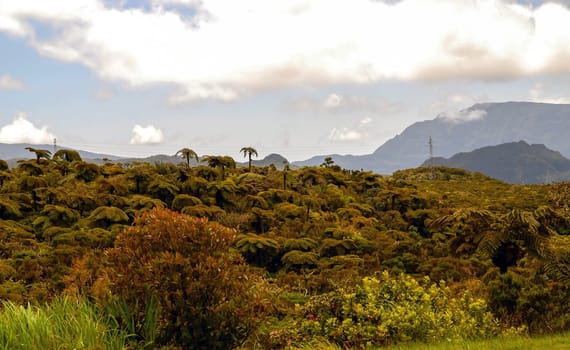 A lush green forest with a mountain in the background. The sky is cloudy and the sun is shining through the clouds