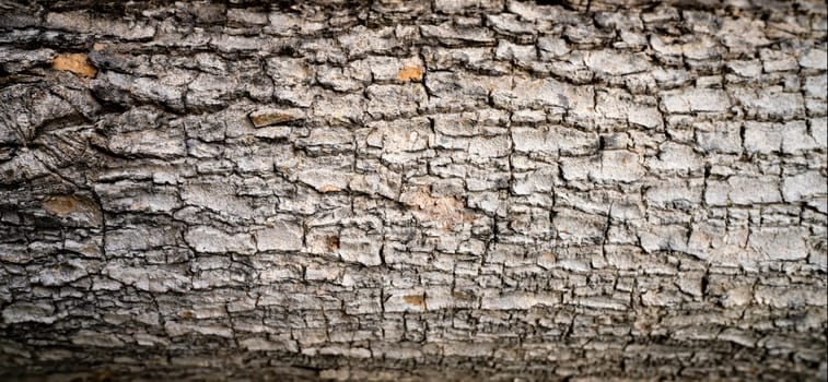 Close-up of tree bark texture background showcasing natural wood patterns and rough grainy surface, ideal for eco-friendly projects and nature-themed designs. Organic material and carbon neutrality.