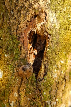 The trunk of an old tree is covered with green moss with a hole inside