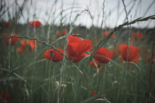 Corn poppy in a cornfield with red petals. Red splashes of color in green surroundings. Wild flower from nature.