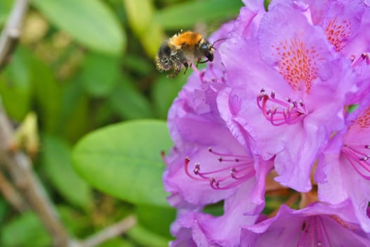 Bumblebee flies to a flower to collect nectar. Insect pollinating pollen in nature. Animal photo
