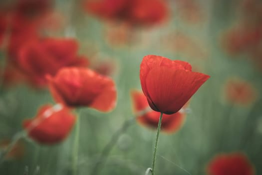 Corn poppy in a summer meadow with red petals. Wildflower from nature. Red splashes of color in green surroundings
