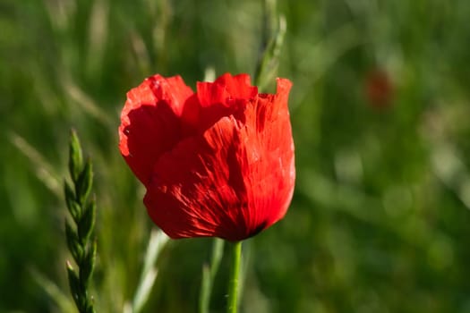 Corn poppy in a summer meadow with red petals. Wildflower from nature. Red splashes of color in green surroundings