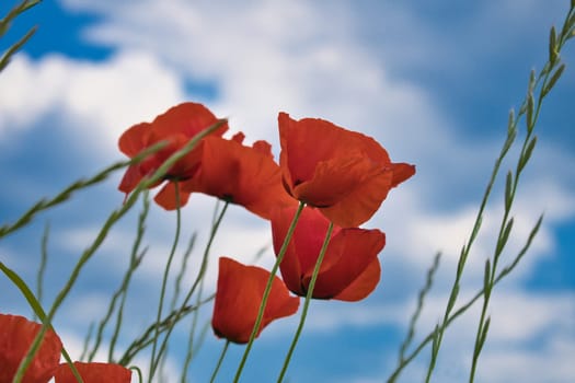 Corn poppy reaches into the blue sky with red petals. Wildflower from nature. Red splashes of color