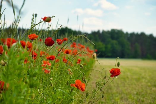 Corn poppy in a cornfield with red petals. Red splashes of color in green surroundings. Wild flower from nature.