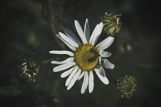 Magritte with white petals, on which a heart is outlined by a shadow, nostalgically photographed. Romantic symbol on a wildflower. Flower photo of a meadow