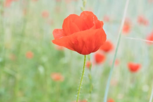 Corn poppy in a summer meadow with red petals. Wildflower from nature. Red splashes of color in green surroundings