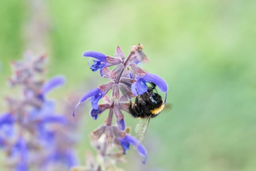 Bumblebee on a flower to collect nectar. Insect pollinating pollen in nature. Animal photo