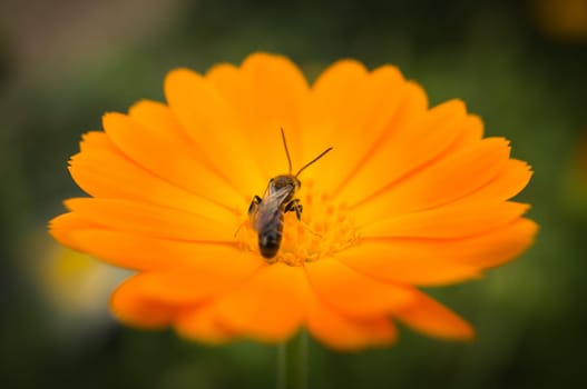 Honey bee collecting nectar on a flower. Insect photo from nature. Animal Photo