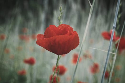 Corn poppy in a summer meadow with red petals. Wildflower from nature. Red splashes of color in green surroundings