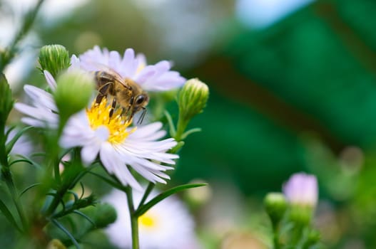 Honey bee collecting nectar on a flower. Insect photo from nature. Animal Photo