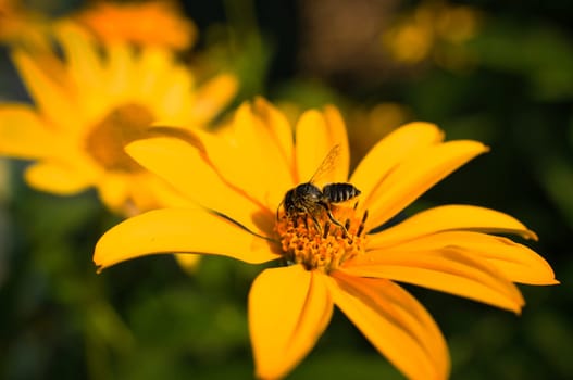 Honey bee collecting nectar on a flower. Insect photo from nature. Animal Photo