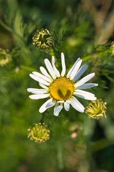 Magritte with white petals, on which a heart is outlined by a shadow. Romantic symbol on a wildflower. Flower photo of a meadow