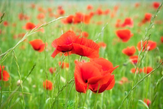 Corn poppy in a cornfield with red petals. Red splashes of color in green surroundings. Wild flower from nature.
