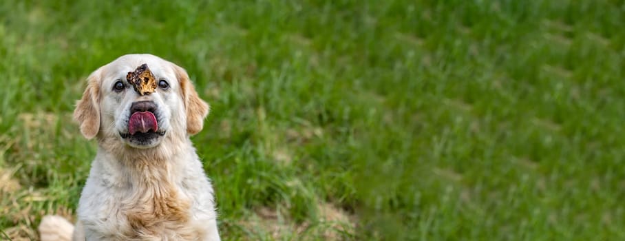 Panorama from Dog with a treat on his nose, patiently waiting in green grass.