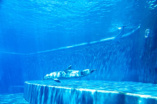 Dolphin swimming in aquarium. Blue light, underwater picure