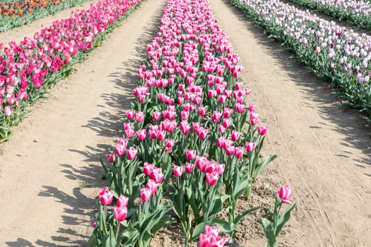 Blooming tulips field in Holland, springtime - beautiful multicolored background, sunlight