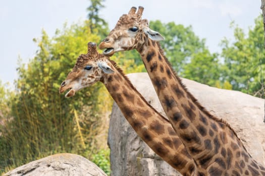 Natural reserve in Kenya. Couple of giraffes in safari park. Wildlife animals in savanna.